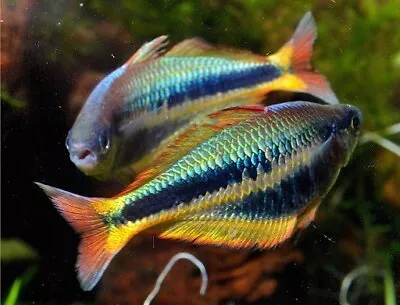 Sexed Pair Young Chilatherina Alleni Wapoga River Ex Lots P&p £2 RAINBOW FISH ; • £20