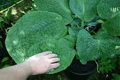 £15 • Buy Hosta Jurassic Park  Giant Of A Garden Plant Sent  In 2 Litre Pot Or Bareroot.