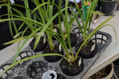 $25 • Buy OoN Cymbidium Orchid K22 Nam Khan X Nancy Montgomery Seedlings 85mm Sq Pot