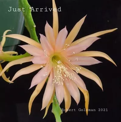 Epiphyllum Seeds ('Just Arrived' X 'Starfish') Orchid Cactus Seeds • $8