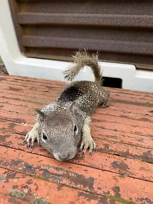 Cute Taxidermy Squirrel Mount Cabin Decor • $145