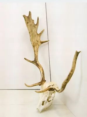 Large Fallow Deer Antlers With Skull. Taxidermy Trophy Hunting House Decor • £199