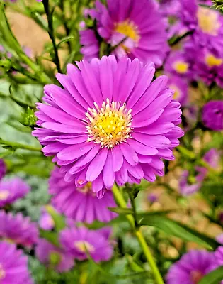 Lot 5 New England Purple Aster Novae Perennial Plants Divisions Free Shipping • $19.99