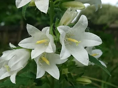 White Nettle Leaved Bellflower-Campanula Trachelium Alba - 600 Seeds -Throatwort • £1.19