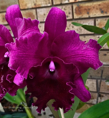 $43 • Buy Cattleya Orchid - Rlc Shinfong Beauty 'Red Sun' (A Beauty & Perfumed)