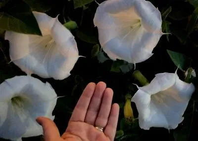 USA Datura Inoxia Moon Flowers Parent Plant Is 64 Years Old. 75+ Fresh Seeds • $3.99