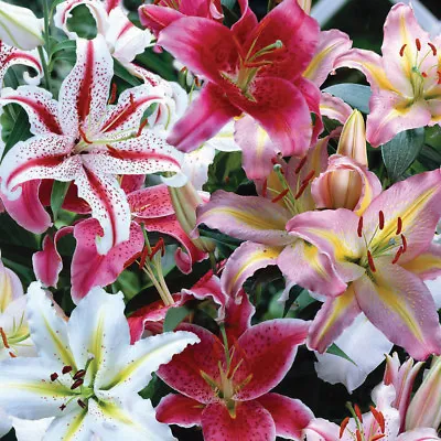 T&M Oriental Lily Collection Mixed Garden Flowering Patio Fragrant Hardy Bulbs • £12.99