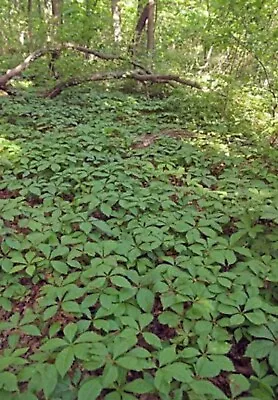 Ivy Virginia Victoria Creeper Parthenocissus Quinquefolia Perennial 3 Bare Roots • $10.95