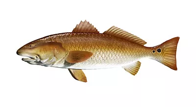 Redfish 7  Red Fish Sticker Fishing Boat Kayak Laptop Car Window Bumper Decal • $2.95