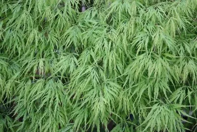 Acer Palmatum  Dissectum Viridis  ** Acero Giapponese Verde (1 Pianta V18-18x16) • £56.17