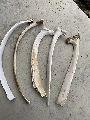 Lot Of 5 Cow Rib Bones - 13-18” Long • $19.80