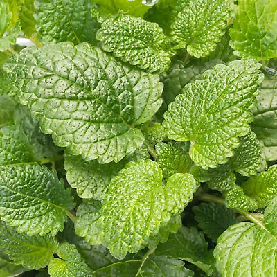 Moroccan Mint - Grow Your Own Herbs | Tasty Potted Garden Herb Ready To Plant • £8.99