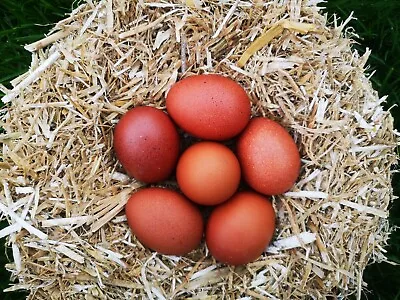6 Welsummer Hatching Eggs • £15