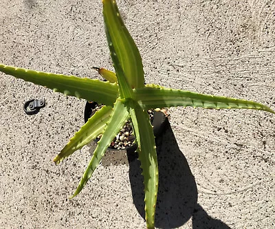 Aloe Arborscens Variegate Med Plant 120mm Pot 🌵 - Succulent Cacti Rare Etc • $15