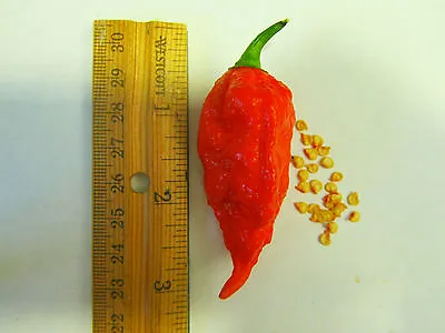 OVER 40+ Bhut Jolokia Seeds GHOST PEPPER NAGA JOLOKIA GROW INSTR INCL 2022 Crop • £4.01