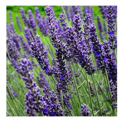 Lavender 'Munstead' /Dwarf English Lavender /Lavandula Angustifolia /200 Seeds • £1.59