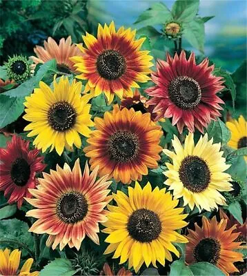£8.95 • Buy 5x Sunflower 'Autumn Beauty ' Plug Plants Flower (No Seeds) -24HR DISPATCH