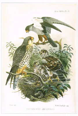 Eastern Red Footed Falcon Bird Print Old Picture Joseph Wolf Vintage CNHPBOP#107 • £3.99