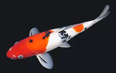 Live Koi Fish 11  Sanke Male Koibay • $155