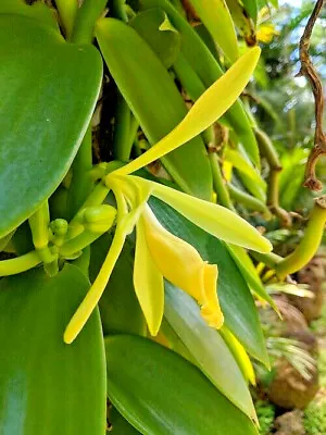 Vanilla Spice Orchid Live Plant ROOTED (not A Cutting) Approx. 6 + Long • $18