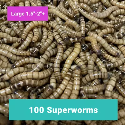100 LARGE SUPERWORMS 1.5 -2    -   Free Shipping Live Arrival Guarantee   • $13.99
