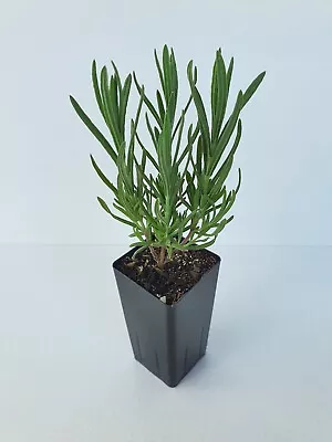 Lavender Avonview Plant • $3.99