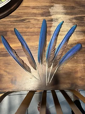 Scarlet Macaw Wing Feathers 6 • $10