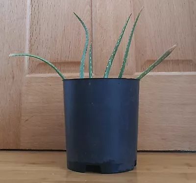 Aloe Vera Plant (3) - Medicinal Live Succulent - FREE P&P • £105