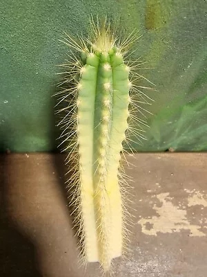 Pilosocereus Azureus Variegated Clone Rare Collectors Cactus Plant🌵  • $170