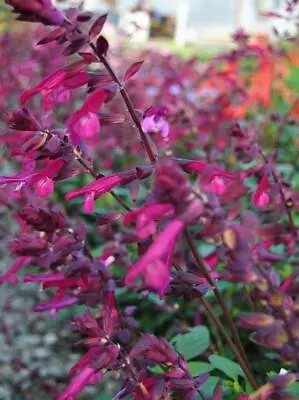 Salvia Love & Wishes Perennial Garden Plug Plants Pack X6 • £8.95