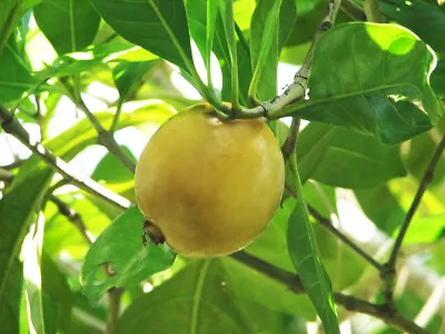 Yellow Mangosteen Plant-native Fruit Tree-bush Tucker Garden Feature Shrub • $24.95
