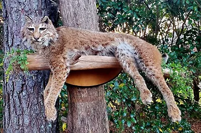 Stunning Bobcat Full Wall Mount!  Taxidermy Decor • $1749