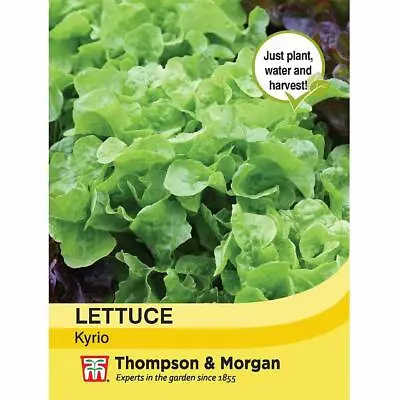 Lettuce Seeds Annual Vegetable Garden Plant 'Kyrio' 1 Packet 250 Seeds T&M • £3.49