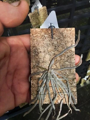$30 • Buy Orchid Species -chiloscista Parishii Green -thailand