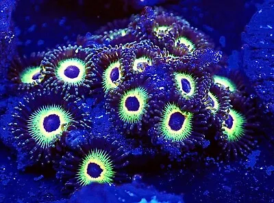 Live Coral Bob Marley Zoa Zoanthids 2 Polyps(LPS SPS MUSHROOM ACROPORA MONTIPORA • $12.99