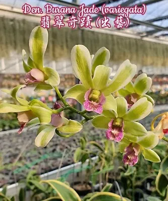 $0.99 • Buy Dendrobium Orchid - D. Burana Jade 'Variegated'