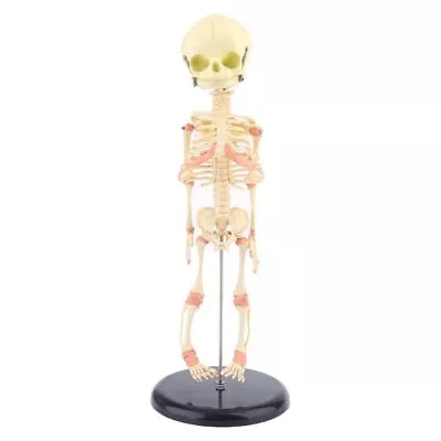 Single For Head Baby Skull Human Research Model Skeleton Anatomical Brain Anatom • £30.60