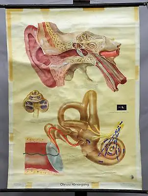 School Pull-down Wall Chart Ear Organ Hearing Process Vintage Medical Poster • $215.99