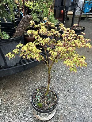 Acer P. Murasaki Kiyohime -Tabletop  Jap. Maple With Decorative Pot With Crack • $85