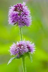 £1.25 • Buy Wild Flower - Water Mint - Mentha Aquatica - 400 Seeds