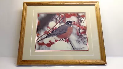 Thomas Mangelsen Signed Photo Print ROBIN In MOUNTAIN ASH Limited Edition Framed • $197.50