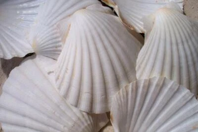 $18.95 • Buy Irish Baking Scallop Shells 4 -5  Case Pack 10, Free Shipping