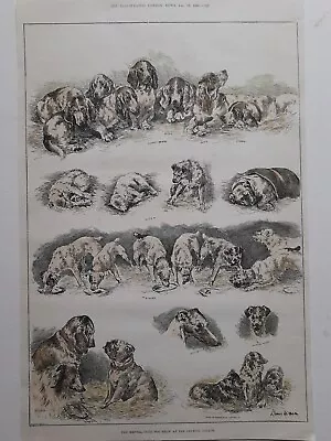 LOUIS WAIN 1887 ANTIQUE HAND COLOURED PRINT CRYSTAL PALACE KENNEL CLUB 15 X10  • £12