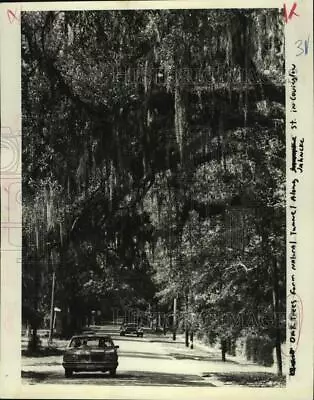 1982 Press Photo Oak Trees Form A Natural Tunnel Covington Louisiana • $19.99