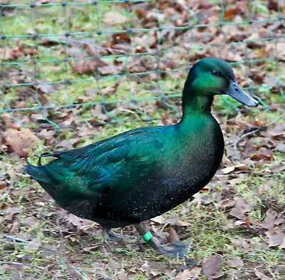 Black East Indian Hatching Eggs 6 Eggs ( Exhibition Quality ) • £25