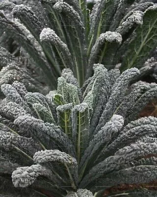 Kale/ Cavalo Nero Raven F1 - 50 Seeds • £3.39