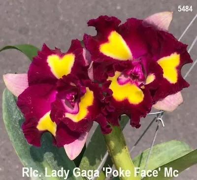 Orchid Cattleya Lady Gaga 'Pokerface' Mericlone • $15