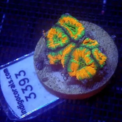 Ultra Orange Acan Coral Frag WYSIWYG IC 3393 - Indigo Corals • $28