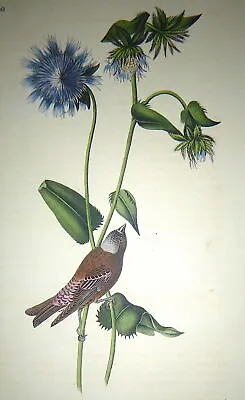 Audubon 1st Ed Octavo  GREY CROWNED PURPLE FINCH  Birds Of America 1840 Original • $75