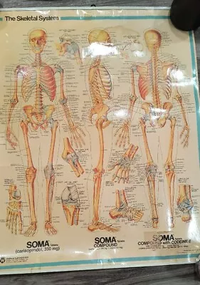 Vintage The Skeletal System Chart By Wallace Laboratories 24X20 Medical Soma • $19